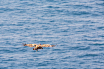 Gänsegeier über dem Meer