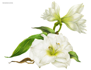 Obraz na płótnie Canvas Bridal corsage bouquet with white hippeastrum