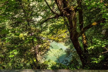 Fototapeta na wymiar View between green trees and river