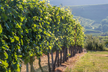Fototapeta premium Weinreben