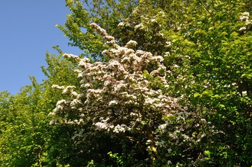 hawthorn flowers in Brittany.