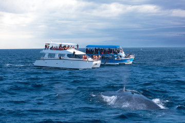 Mirissa, Sri Lanka: Whale back in the water and tourist boats on whales watching safari.