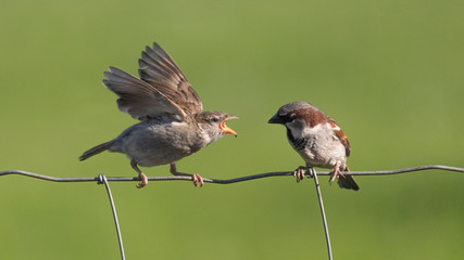 A hungry sparrow chick and its father sat on a fence against a soft focus green background