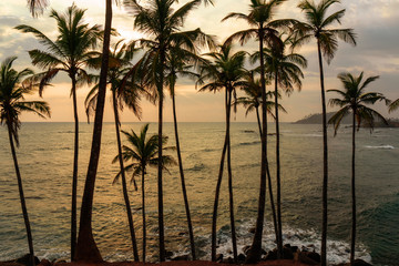 Palm trees beach sunset evening landscape view, Sri Lanka