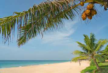 Coconuts on the palm, ocean sand beach, Sri Lanka