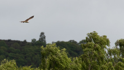 An osprey soaring majestically over the tree tops