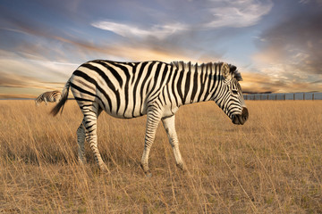 Zebra animal feeding on the grass steppe, autumn sunset landscape.