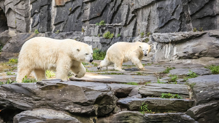 Eisbären im Tierpark Berlin