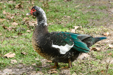 Beautiful and rare species of black muscovy duck with glossy blue green wings, Cairina moschata