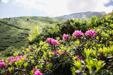 Fototapeta premium Alpine Rose pink tree rhododendron mountain