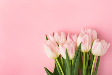 Spring flower pink tulips on the pink background with copyspace. Theme of love, mother's day, women's day