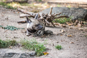 Hyäne im Tierpark Berlin