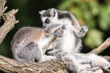 Kattas im Tierpark Berlin