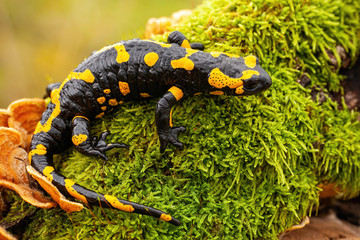 Top view of a whole fire salamander, salamandra salamandra, on wet moss and fungus in forest. Wild...