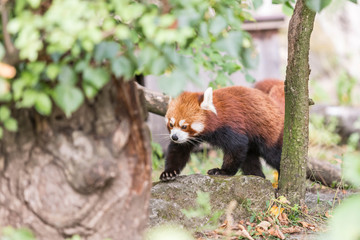 roter Panda im Tierpark Berlin