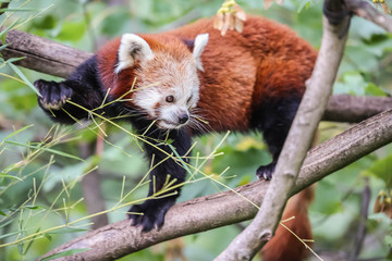 roter Panda im Tierpark Berlin
