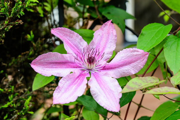 Close up of one delicate light pink clematis flower in a sunny spring garden, beautiful outdoor floral background