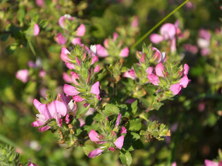 In nature, Ononis arvensis blooms in the meadow