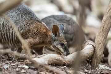 wildes Wallaby auf Kangaroo Island, Australien