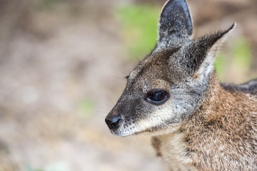 wildes Wallaby auf Kangaroo Island, Australien