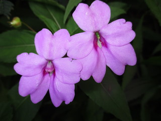 pink flower on green background