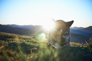 A dog resting in the meadow during sunset    