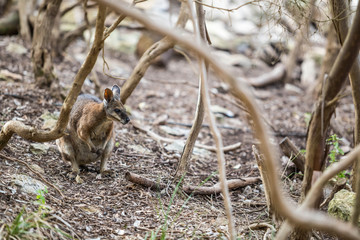 wildes Wallaby auf Kangaroo Island, Australien