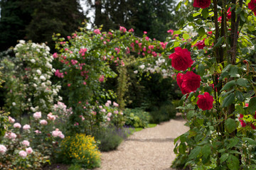 Walk through an English Rose Garden in summer