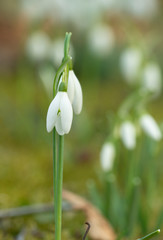 snowdrops the second position