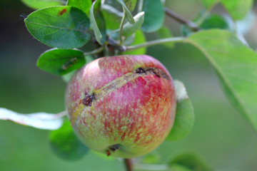 Apple fruit damaged by Hoplocampa testudinea, apple sawfly or european apple sawfly (klug ). Apple pests