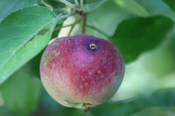 Apple fruit damaged by codling moth cydia pomonella