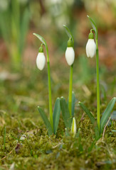 snowdrops the second position