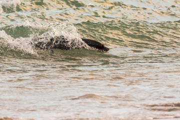 Seehund in den Wellen