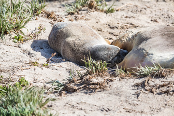 wilde Seelöwen auf Kangaroo Island, Australien