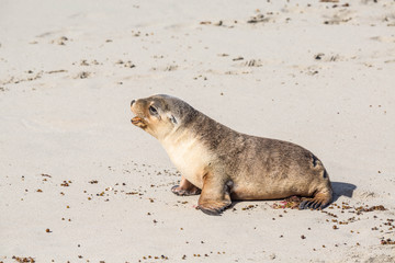 wilde Seel&ouml;wen auf Kangaroo Island, Australien
