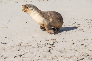 wilde Seelöwenjunge spielen, auf Kangaroo Island, Australien