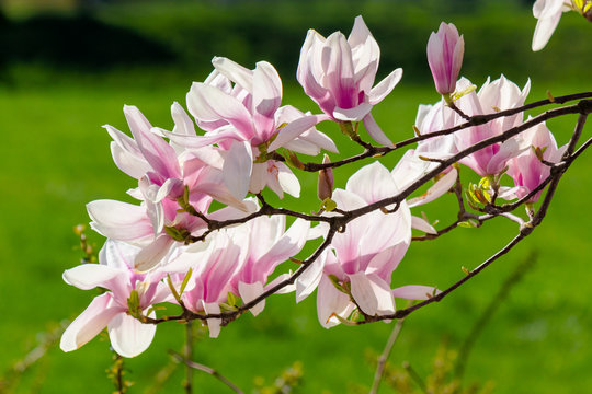 blooming branches of magnolia in sunlight. wonderful nature background in spring 