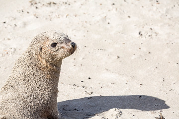wilde Seelöwen auf Kangaroo Island, Australien