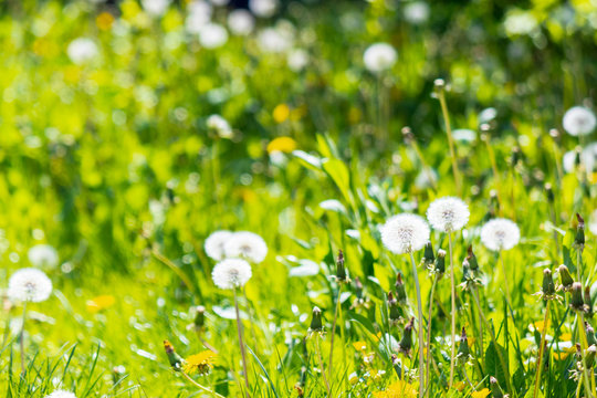 white fluffy dandelions in the grass. beautiful nature background