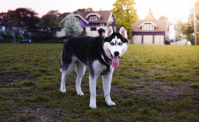 cute husky standing at a park on a bright sunny day