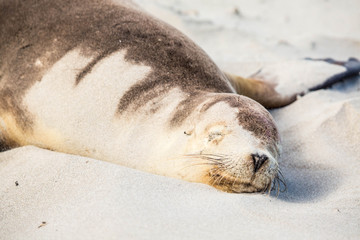 wilde Seelöwen auf Kangaroo Island, Australien