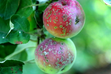 Apple scab , sooty blotch Venturia inaequalis . Apple diseases . Brown spots on apple fruit