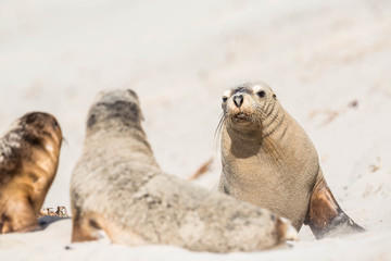 Fototapeta premium Seelöwen auf Kangaroo Island, Sealbay, Australien
