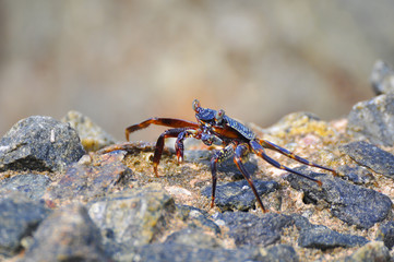A crab sits on stones on the shore of the Indian Ocean. Close-up photo.