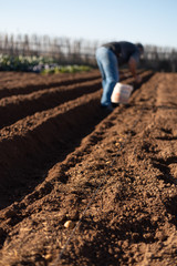 farmer sowing potatoes in his garden
