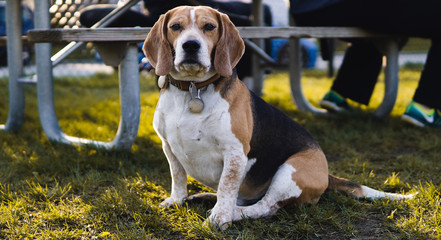 cute beagle dog in park sitting by bench on a sunny day
