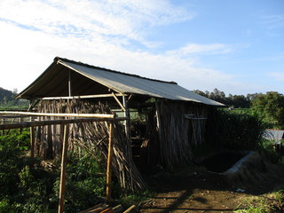 farmer's hut in a vegetable field