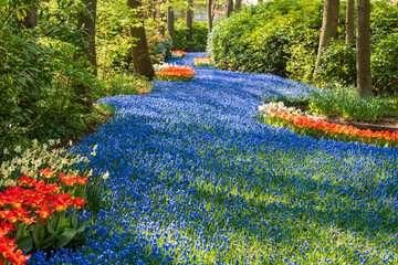 River of blue grape hyacinths interspersed with red tulips at Keukenhof Gardens, Lisse, South...
