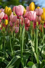 Tulips in vibrant pink colour on display at Keukenhof Gardens, Lisse, South Holland. Lisse is the centre of Holland's floriculture industry.