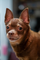 Cute brown dog with big ears